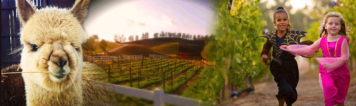 Welcome to Longshadow Ranch Winery and Vineyards!